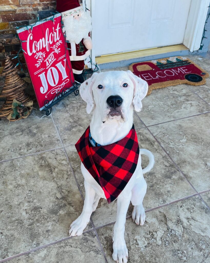 Alfred with bandana